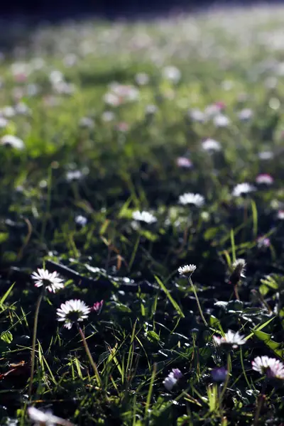 Kırsal kesimde bitki örtüsü