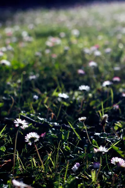 Orman bitki örtüsü