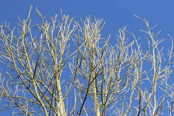 Orman bitki örtüsü