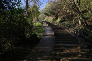 Bir şehir parkında bitki örtüsü