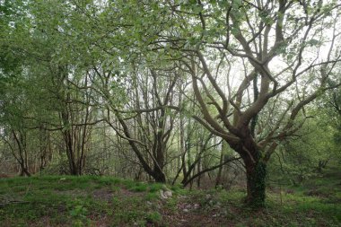 Kentsel bir ormanda bitki örtüsü