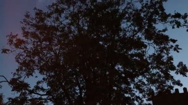 Akşamları ağaçtaki kuşlar