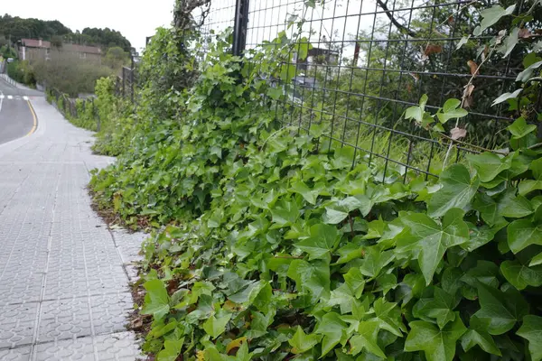 Bir şehir parkında bitki örtüsü