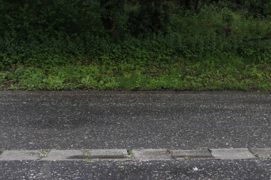 Bir şehir parkında bitki örtüsü