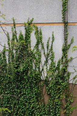 Bir şehir parkında bitki örtüsü