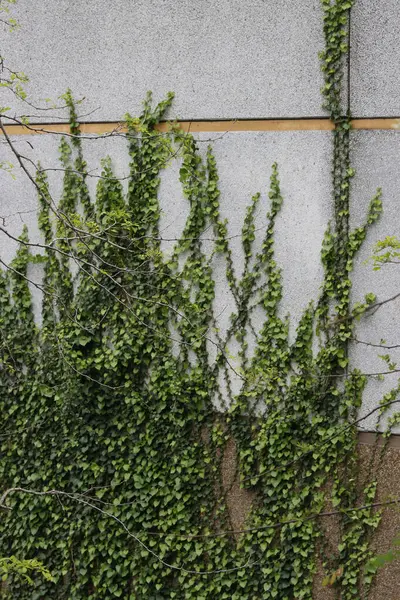 Bir şehir parkında bitki örtüsü