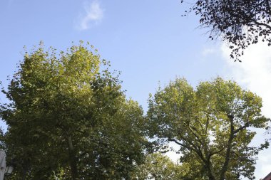 Bir şehir parkında bitki örtüsü