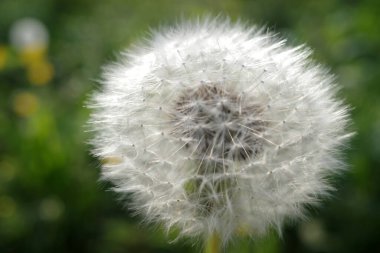 Karahindiba kırsalda