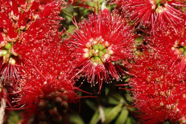 Bahçede bahar çiçekleri