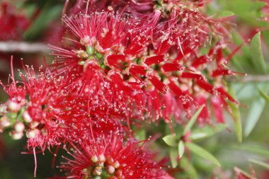 Bahçede bahar çiçekleri