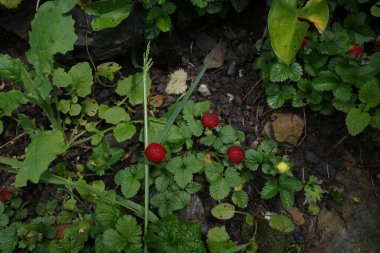 Bir bahar gününde okyanus manzarası