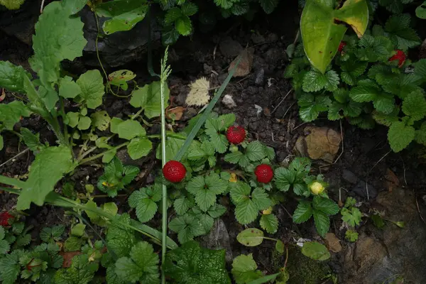 Bir bahar gününde okyanus manzarası