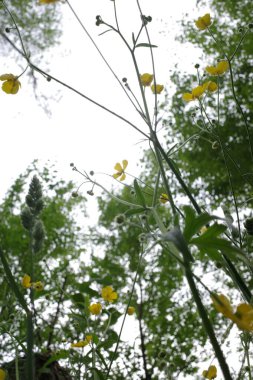 Bir bahar gününde okyanus manzarası