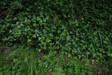 Bir bahar gününde okyanus manzarası