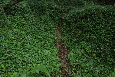 Bir bahar gününde okyanus manzarası