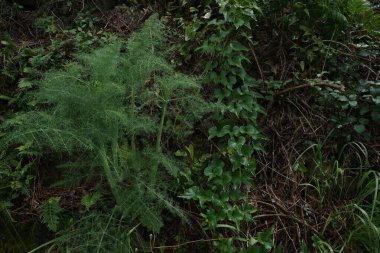 Bir bahar gününde okyanus manzarası