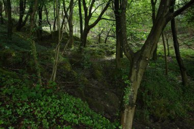 Bir bahar gününde okyanus manzarası