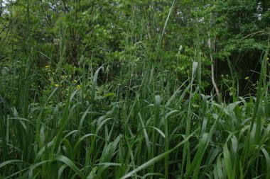 Bir bahar gününde okyanus manzarası