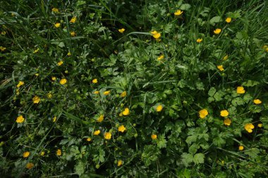 Bir bahar gününde okyanus manzarası