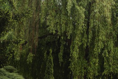 Vegetation in a rainy day