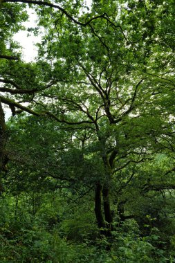 Orman bitki örtüsü