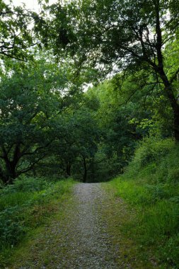 Orman bitki örtüsü