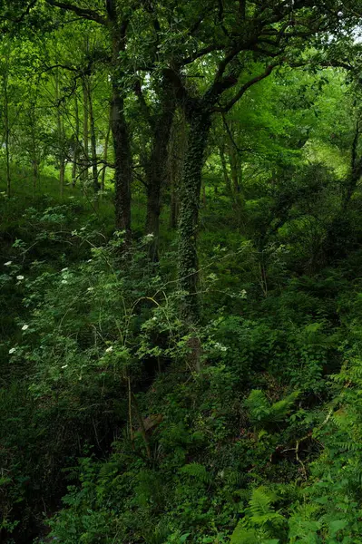 Orman bitki örtüsü