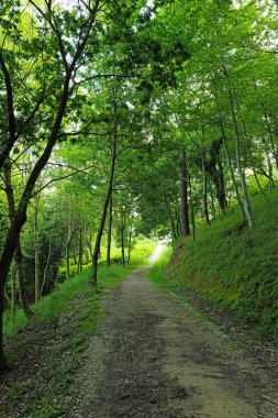 Kırsal kesimde bitki örtüsü