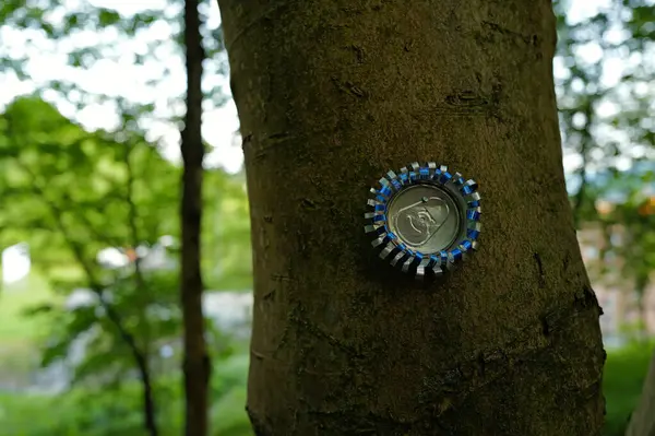 yağmurlu bir gün ormanda