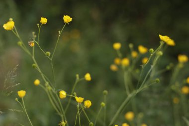 Parkta bahar bitkileri