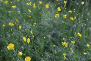 Parkta bahar bitkileri