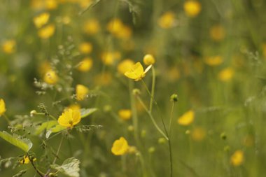 Parkta bahar bitkileri