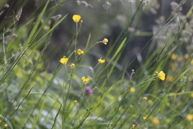 Parkta bahar bitkileri