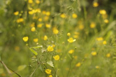 Parkta bahar bitkileri