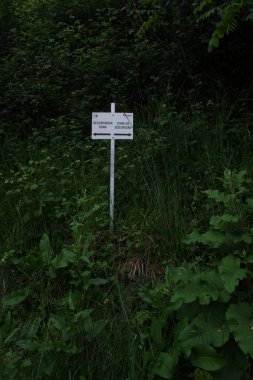 Parkta bitki örtüsü