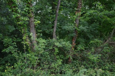 Orman bitki örtüsü