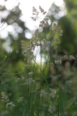 Ormanda bahar bitkileri