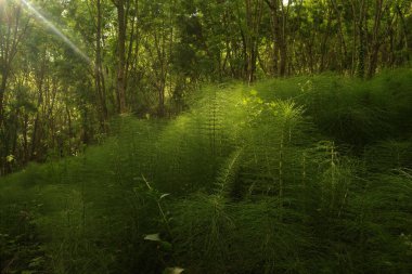 Bir şehir parkında bitki örtüsü