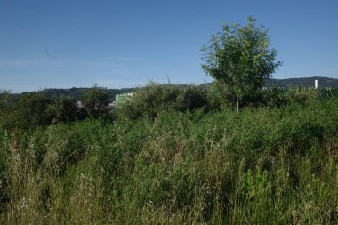 Bir şehir parkında bitki örtüsü