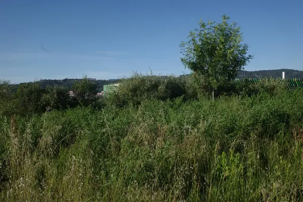 Bir şehir parkında bitki örtüsü