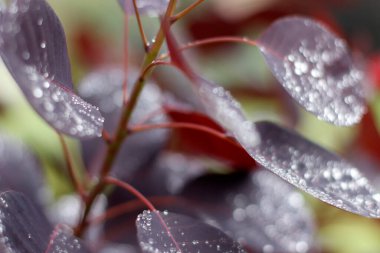 Yaprağın üzerine su damlıyor.