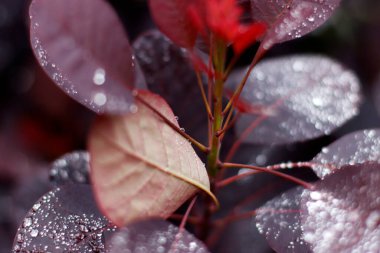 Yaprağın üzerine su damlıyor.