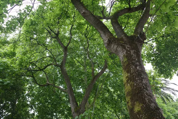 Bir şehir parkında bitki örtüsü