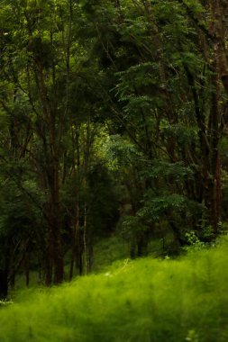 Parkta bitki örtüsü