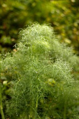 Parkta bitki örtüsü