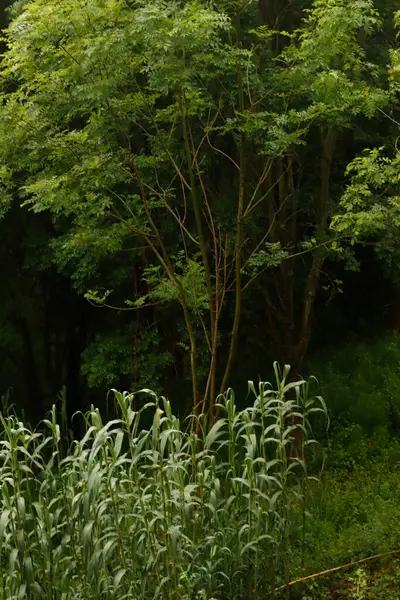 Parkta bitki örtüsü