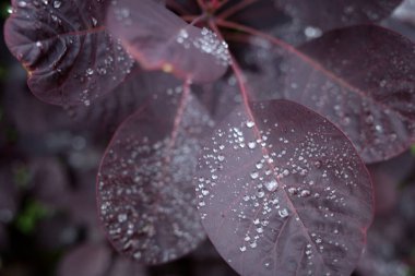 Sabahları yaprakların üzerindeki çiğ taneleri