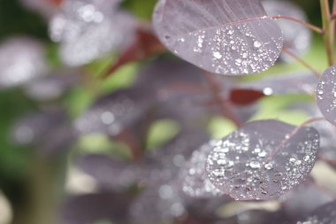 Sabahları yaprakların üzerindeki çiğ taneleri