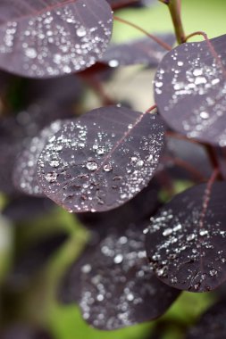 Sabahları yaprakların üzerindeki çiğ taneleri