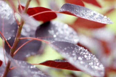 Sabahları yaprakların üzerindeki çiğ taneleri